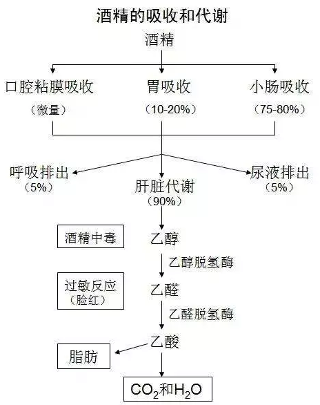 喝多少酒開(kāi)車算酒駕？喝完酒多久能開(kāi)車？這組數(shù)據(jù)，都說(shuō)明白了